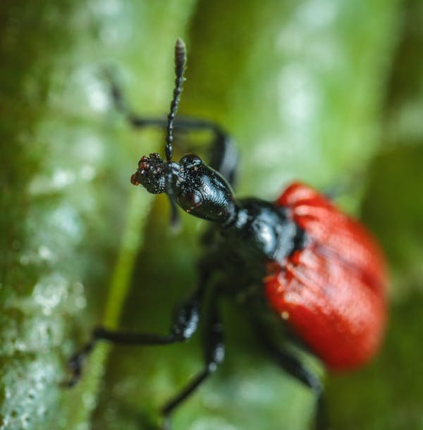 Solution efficace contre charançon rouge : découvrez les nématodes !